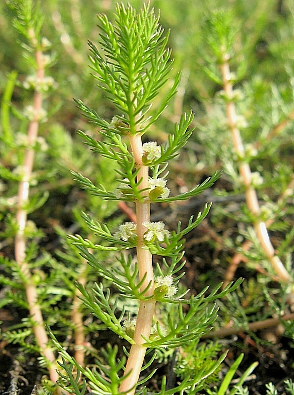 Image of Myriophyllum verticillatum specimen.