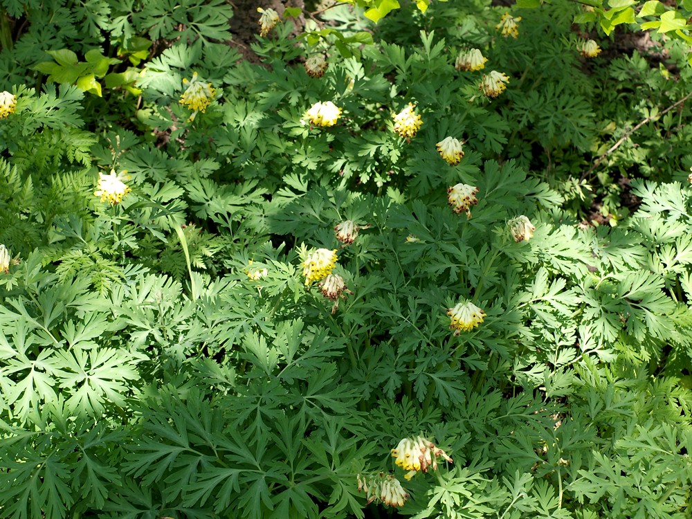 Изображение особи Corydalis nobilis.