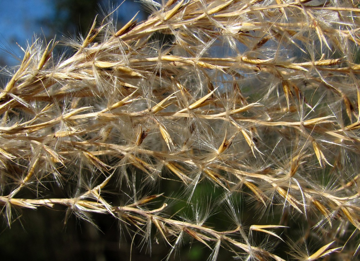 Изображение особи Miscanthus sinensis.