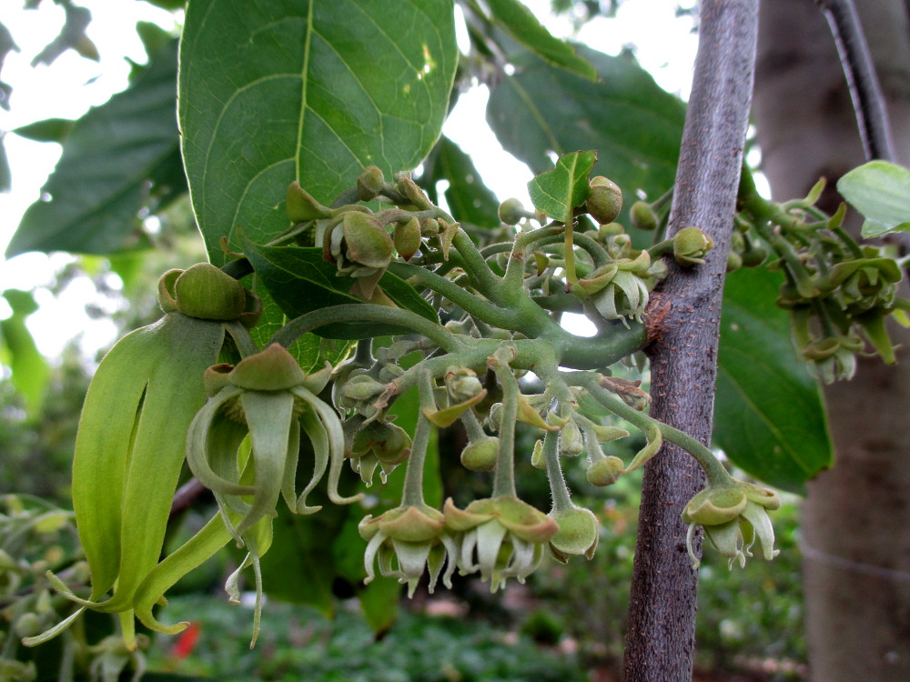 Image of Cananga odorata specimen.