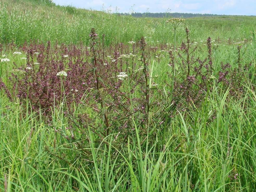 Изображение особи Pedicularis karoi.