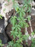 Ipomoea cairica