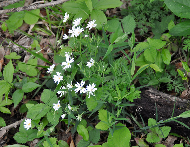 Image of Stellaria holostea specimen.