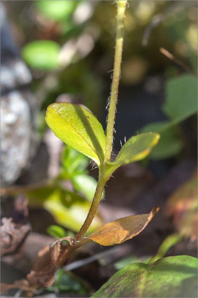 Image of Veronica alpina specimen.