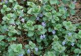 Glechoma hederacea. Верхушки цветущих растений. Иркутская обл., окр. г. Иркутска, сосновый бор. 08.06.2012.