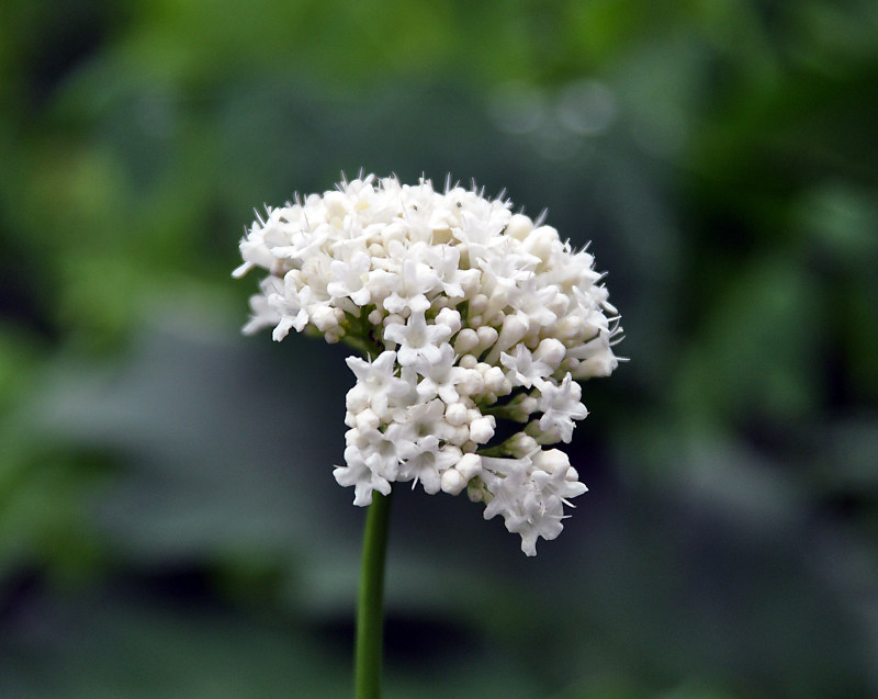 Image of Valeriana alliariifolia specimen.