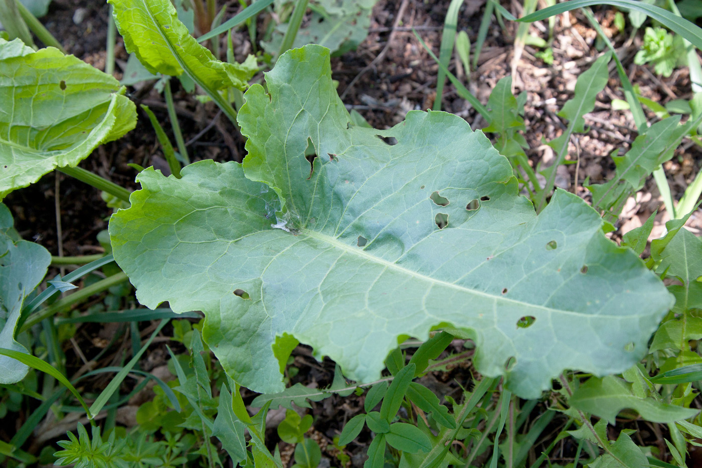 Изображение особи Rumex confertus.