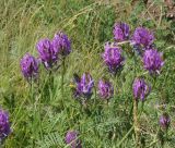 Astragalus onobrychis. Верхушки цветущих побегов. Казахстан, Восточно-Казахстанская обл., г. Усть-Каменогорск, восточные окр., Лесхоз, склон сопки. 10.06.2015.