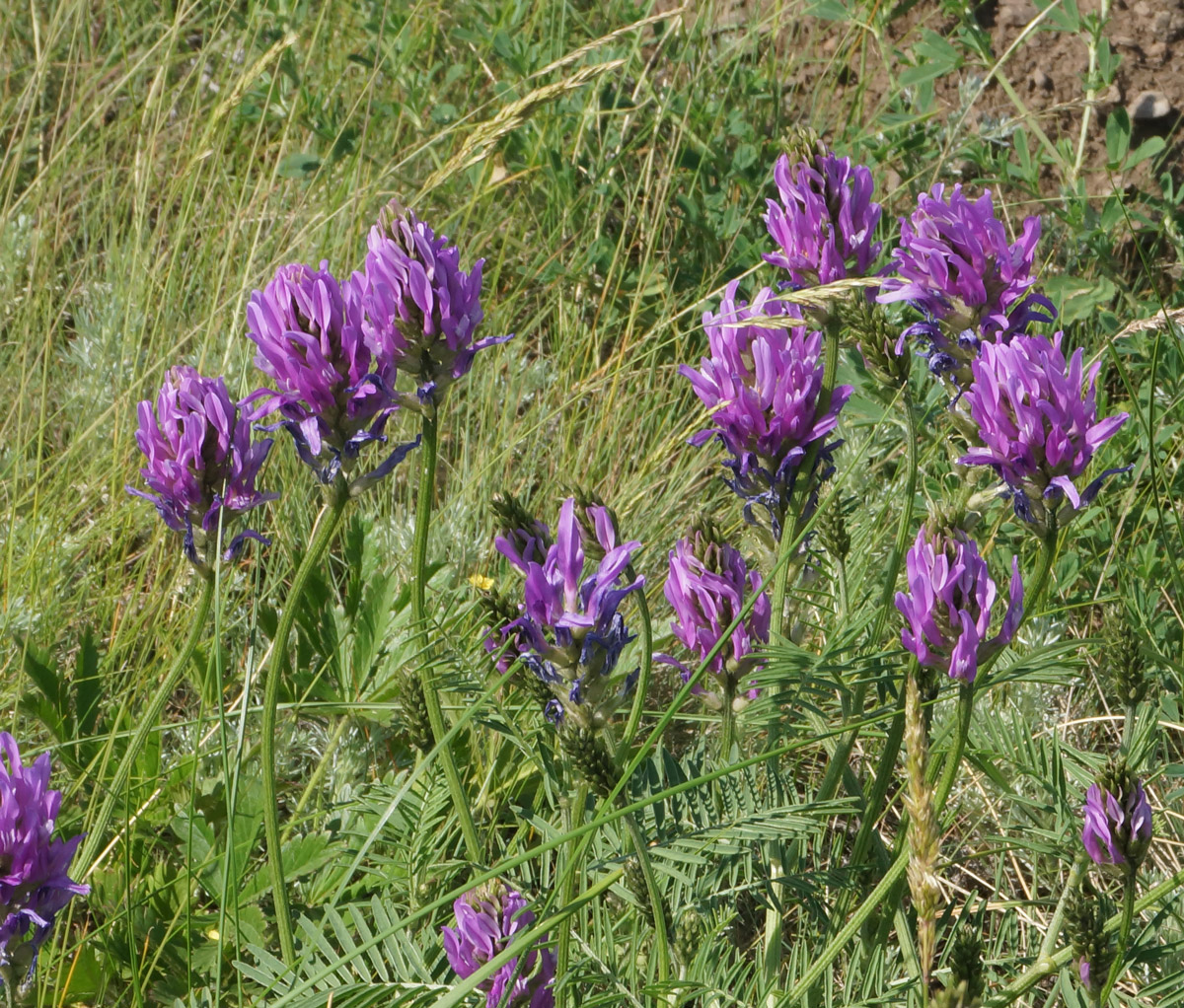 Image of Astragalus onobrychis specimen.