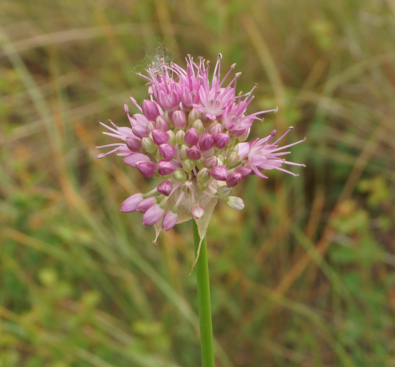 Image of Allium lineare specimen.