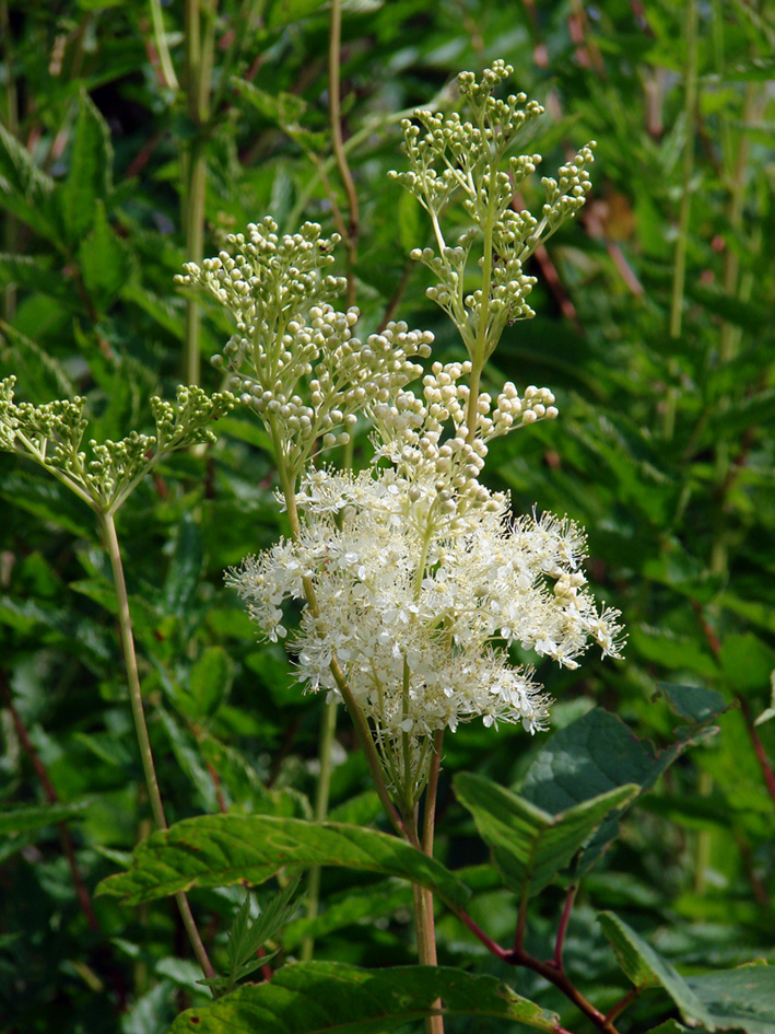 Image of Filipendula ulmaria specimen.