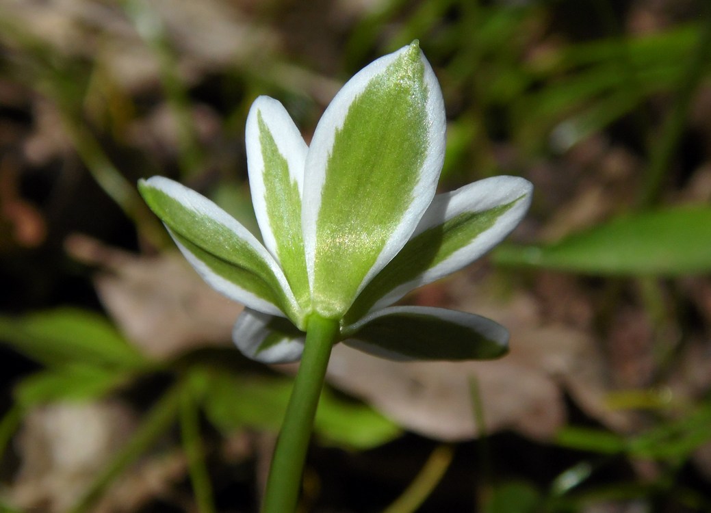 Image of Ornithogalum woronowii specimen.