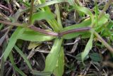 Valerianella locusta