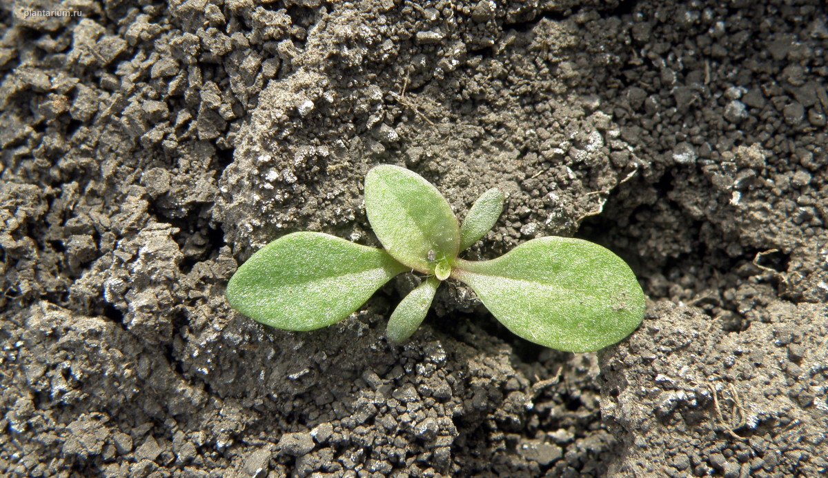 Image of genus Plantago specimen.