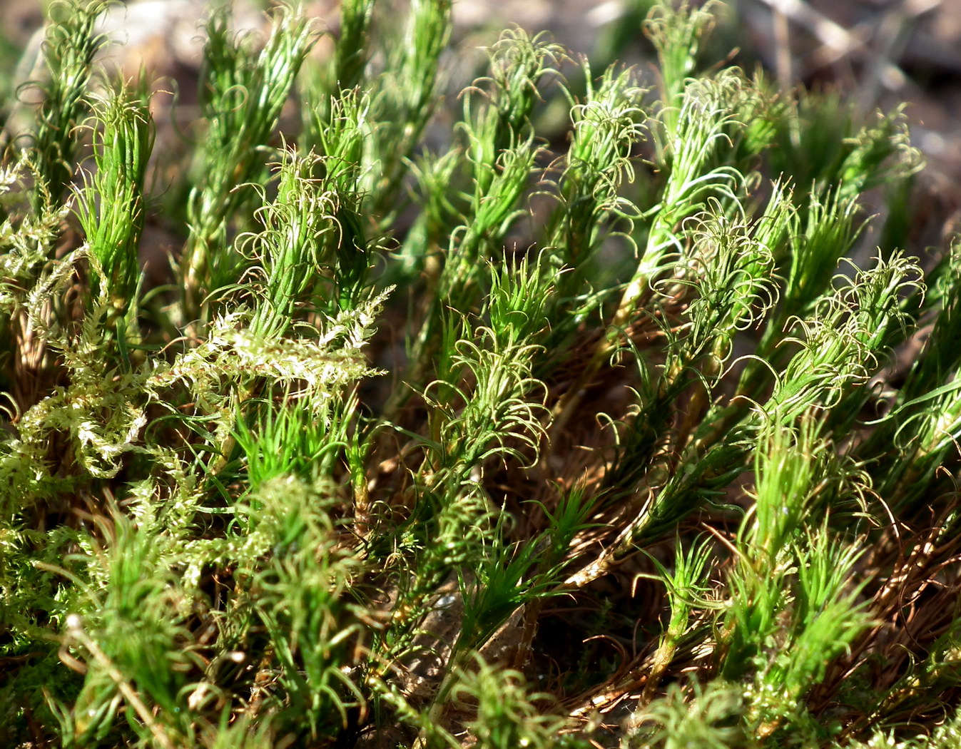 Image of familia Polytrichaceae specimen.