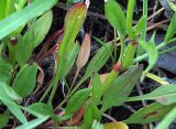 Rumex acetosella. Прикорневые листья. Санкт-Петербург, пустырь. 06.06.2009.