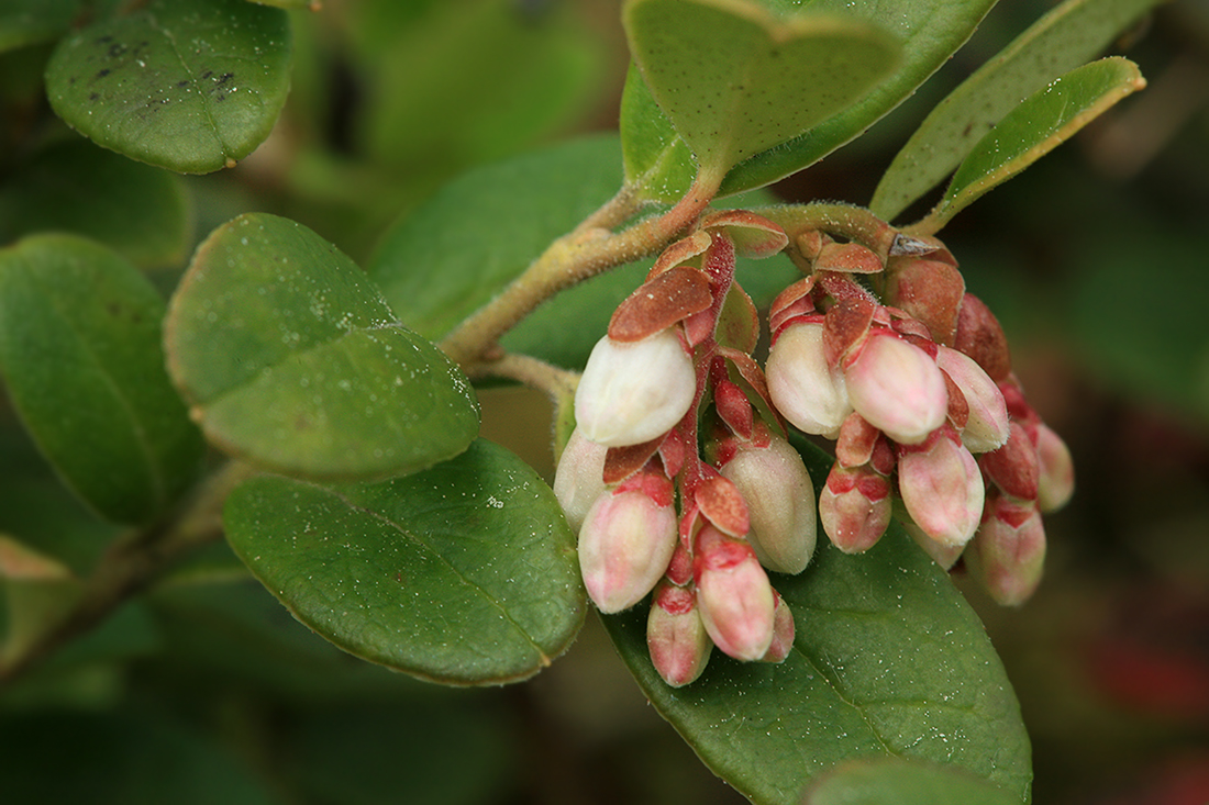 Image of Vaccinium vitis-idaea specimen.