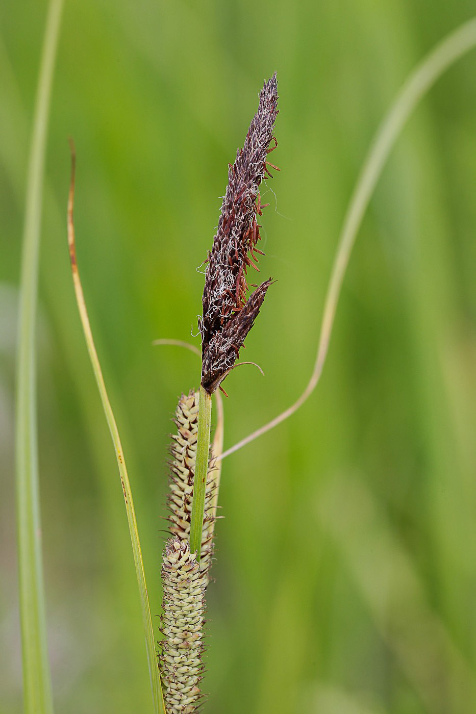 Image of Carex acutiformis specimen.