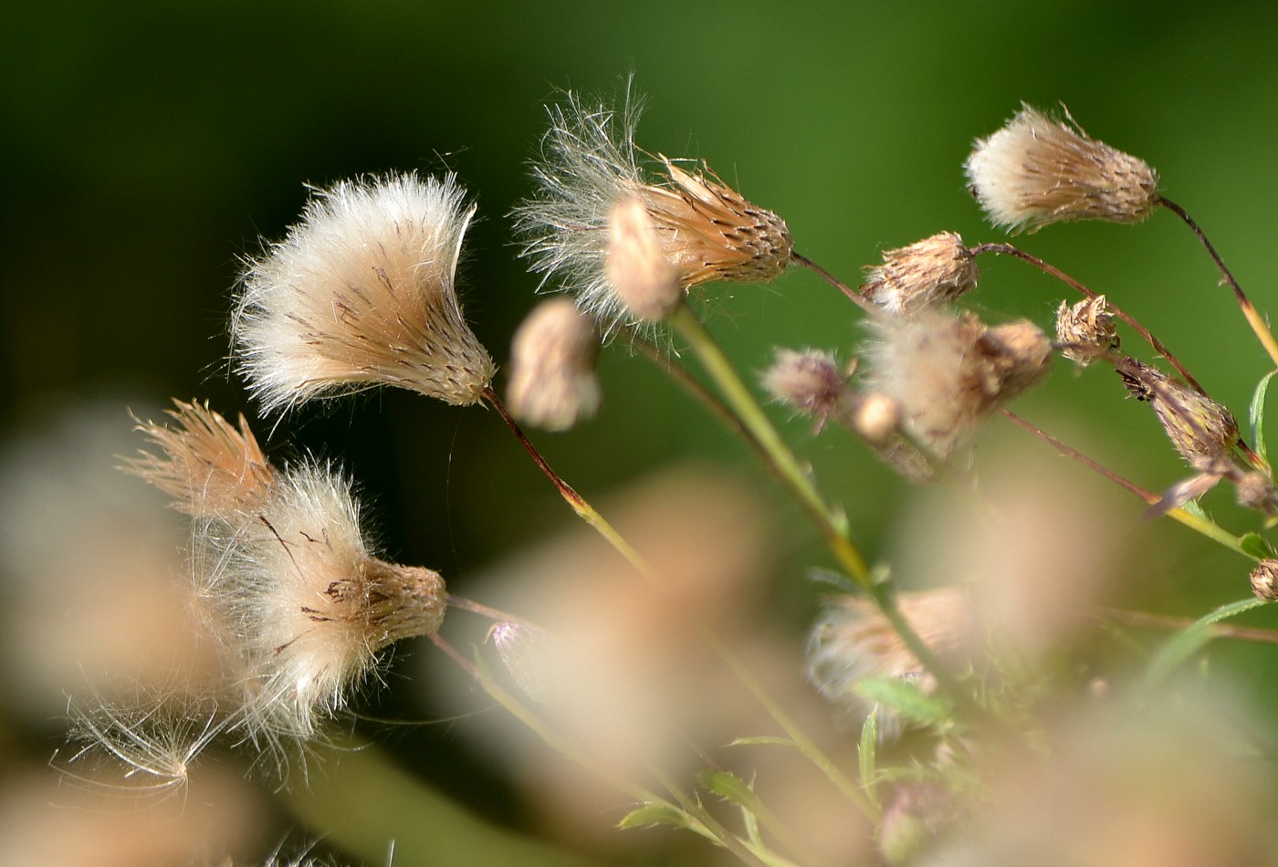 Изображение особи Cirsium setosum.