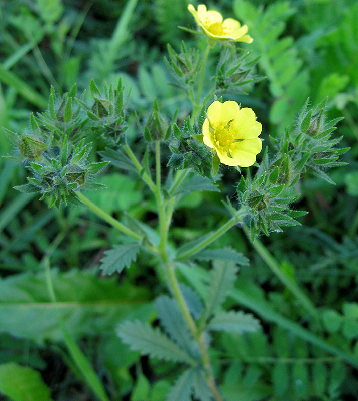 Image of genus Potentilla specimen.