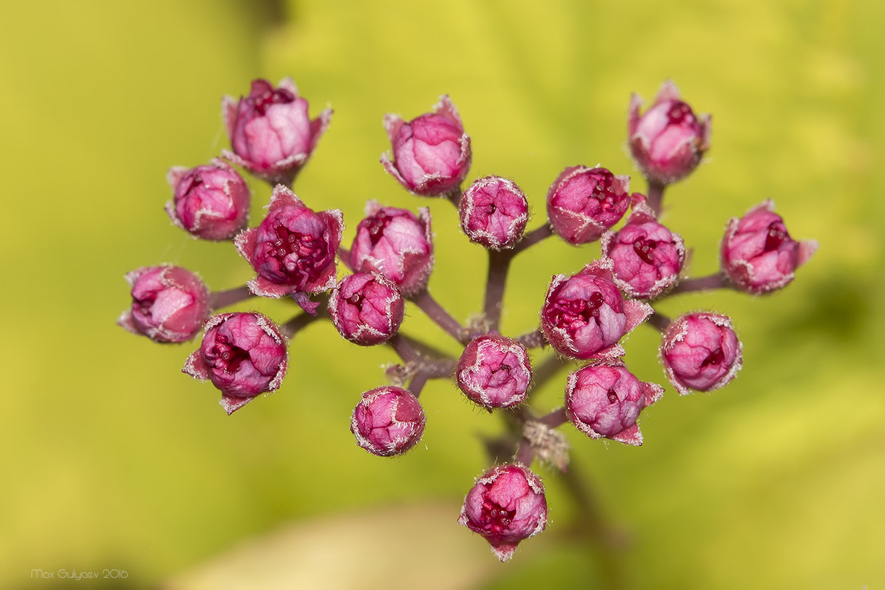 Image of Spiraea japonica specimen.