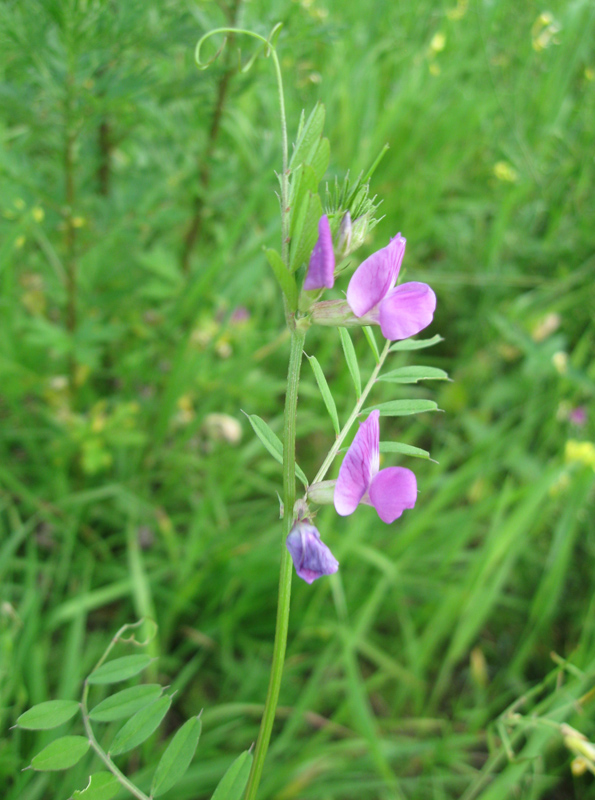 Image of Vicia angustifolia specimen.