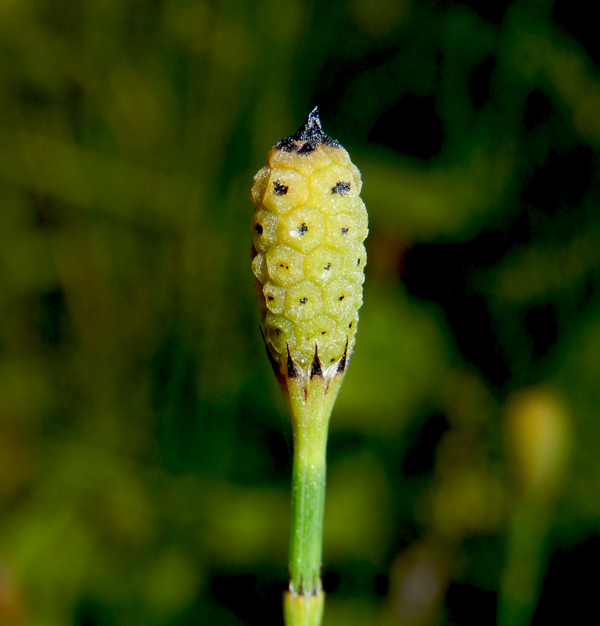 Image of Equisetum ramosissimum specimen.