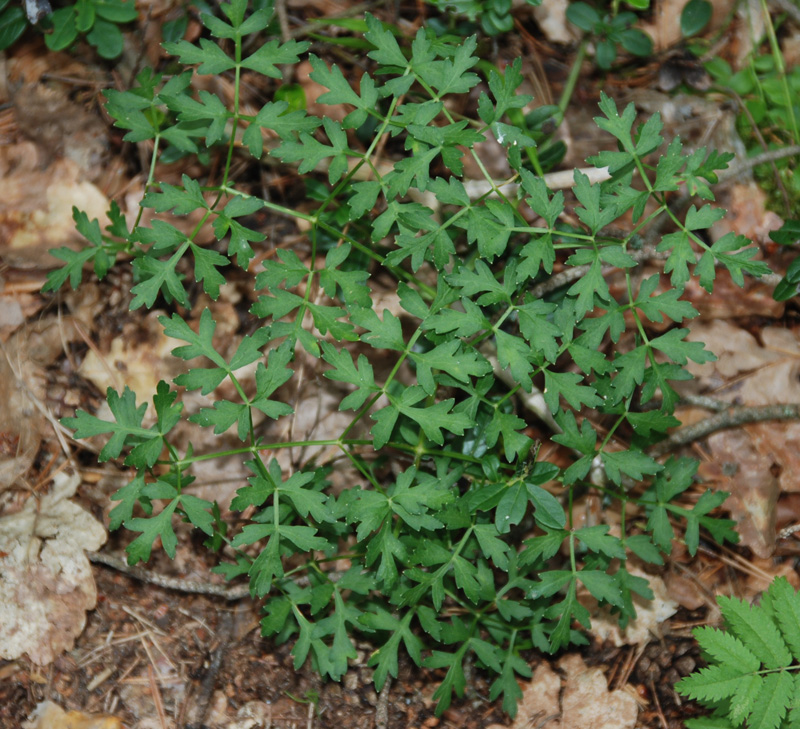 Image of Peucedanum oreoselinum specimen.