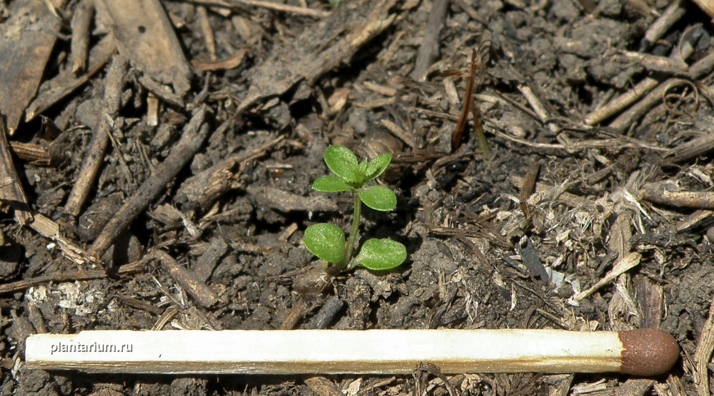 Изображение особи Galium humifusum.