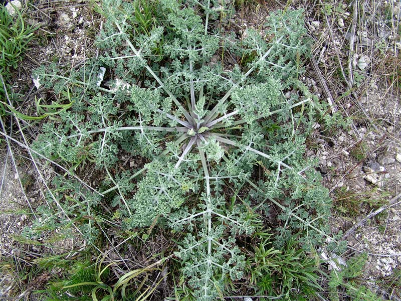 Image of Zosima absinthifolia specimen.