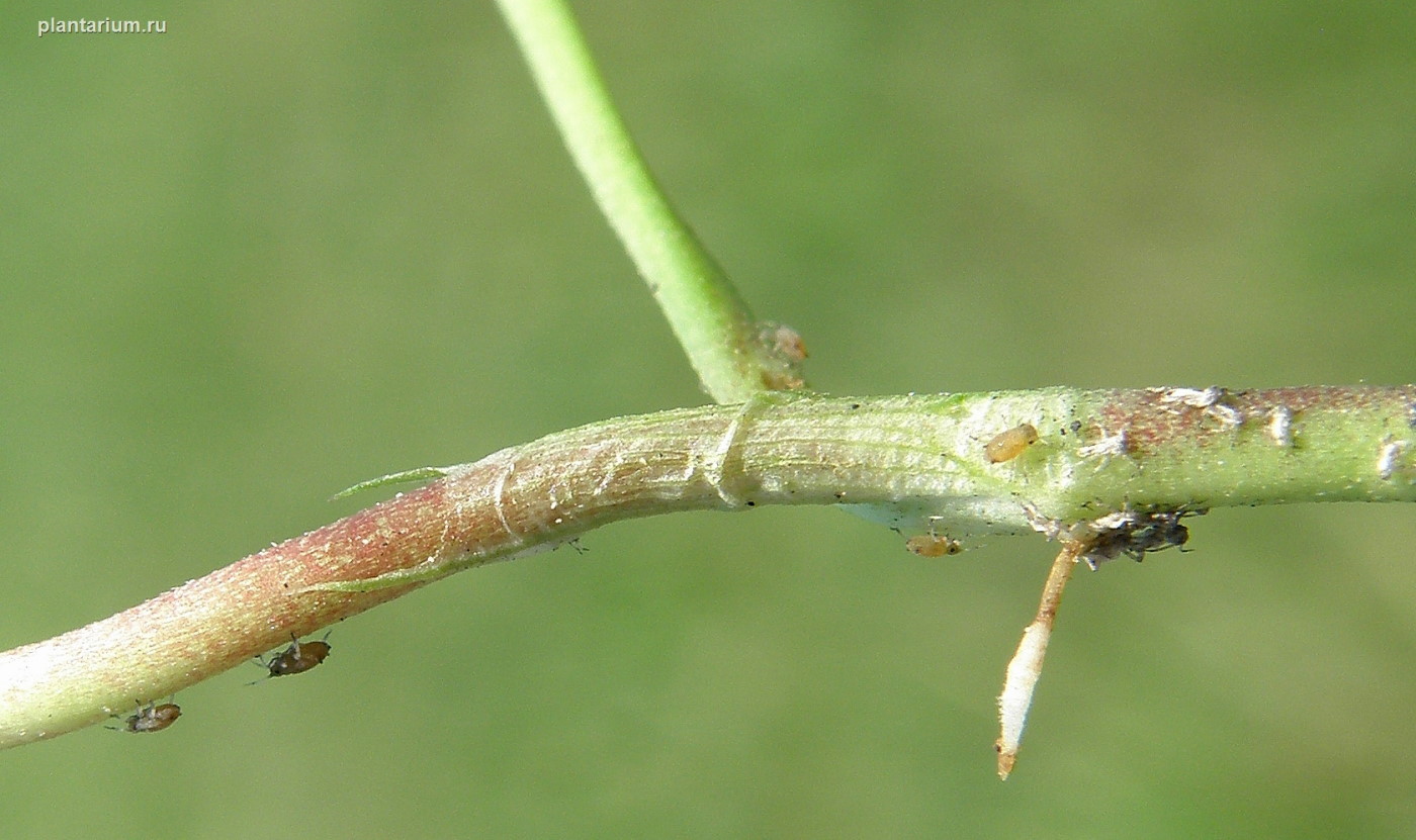 Image of Trifolium repens specimen.