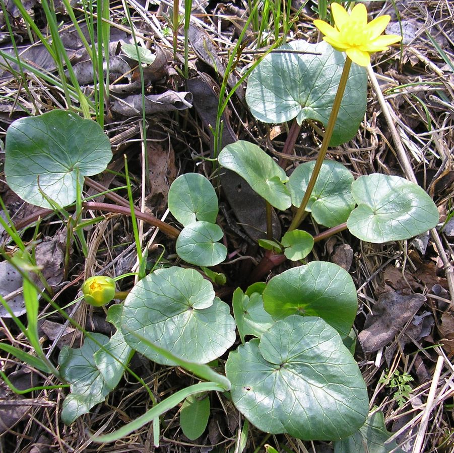 Image of Ficaria calthifolia specimen.