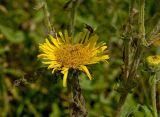 Inula britannica. Часть побега с соцветием. Пермский край, Кунгурский р-н, долина р. Ирень в р-не урочища Кокуй, правый берег, луг. 22 июля 2017 г.