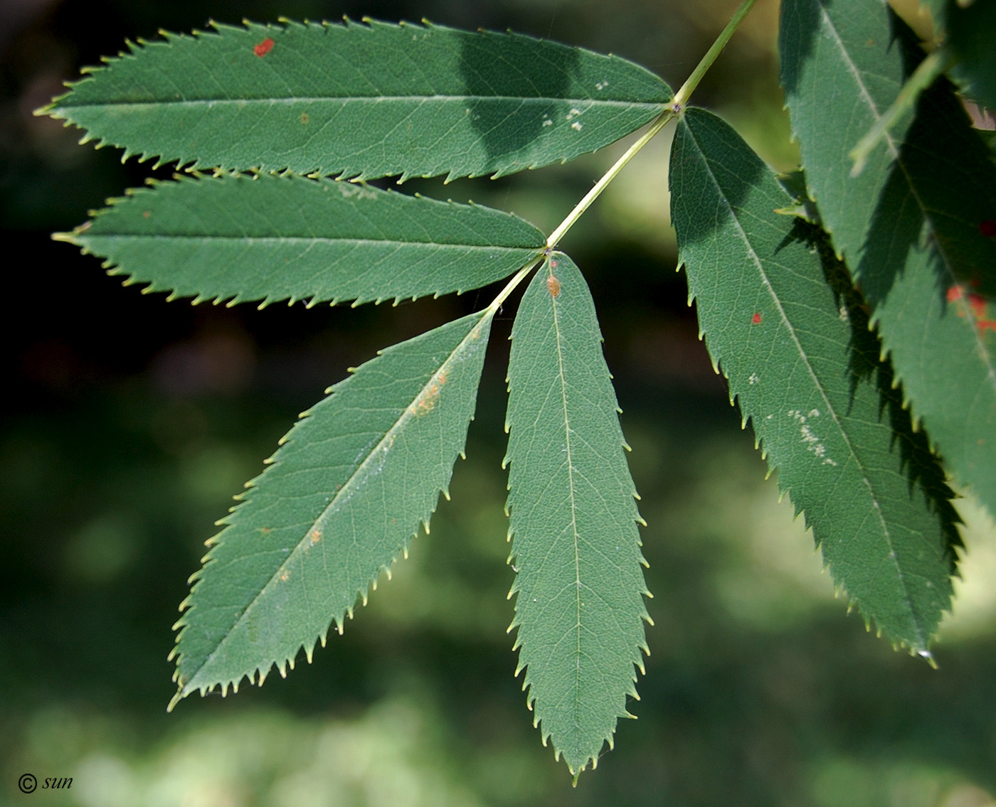 Изображение особи Sorbus domestica.