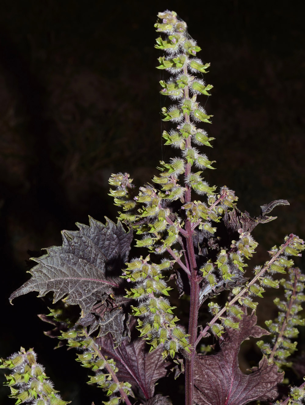 Изображение особи Perilla nankinensis.