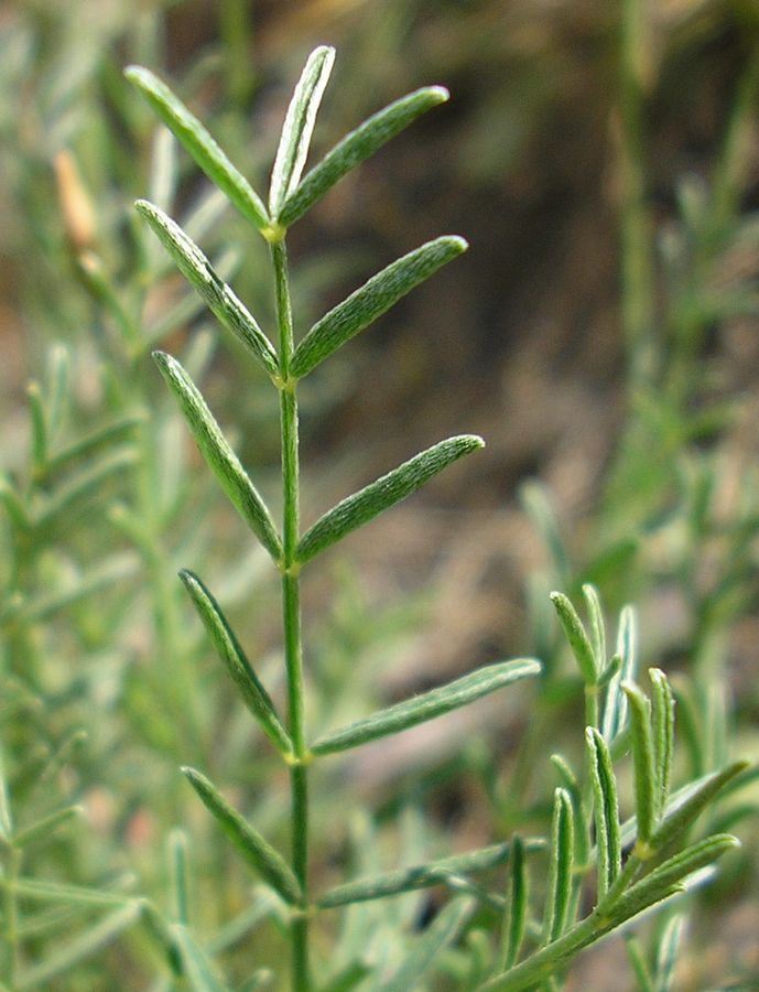 Изображение особи Astragalus ucrainicus.