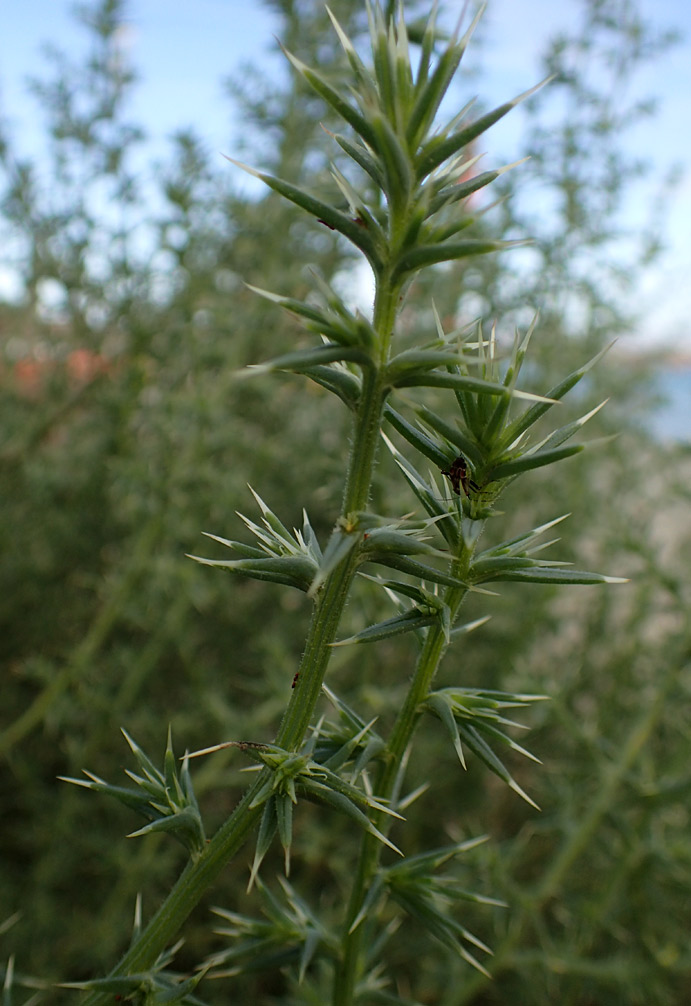 Image of Salsola tragus specimen.