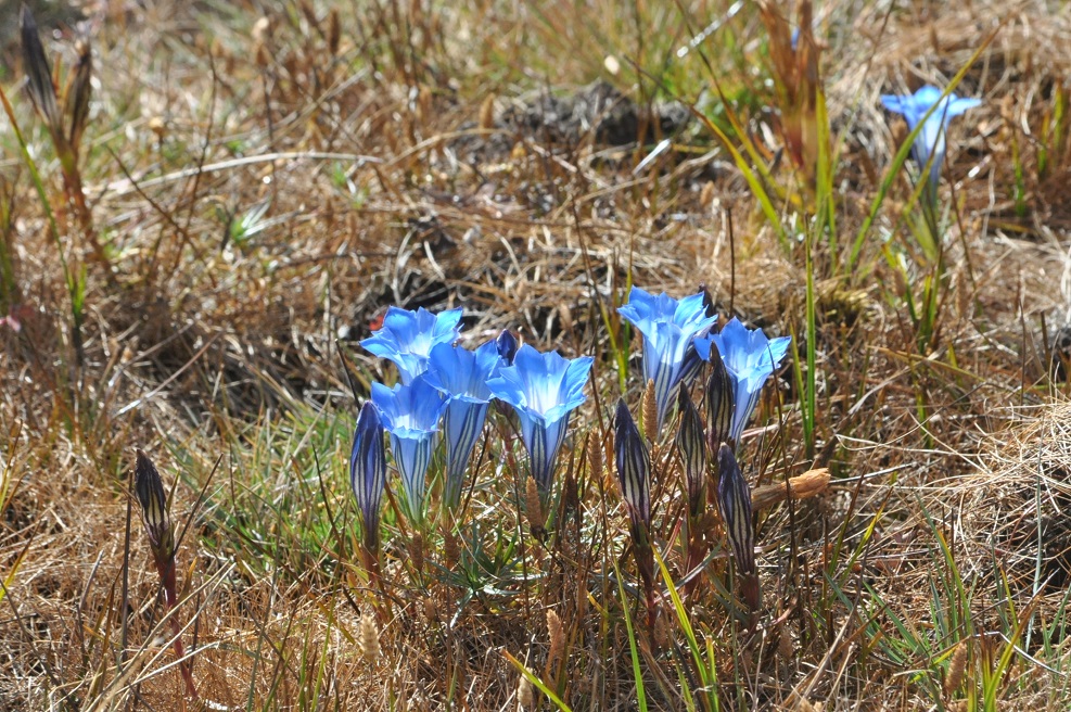 Изображение особи род Gentiana.