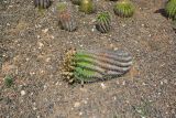 Ferocactus wislizeni