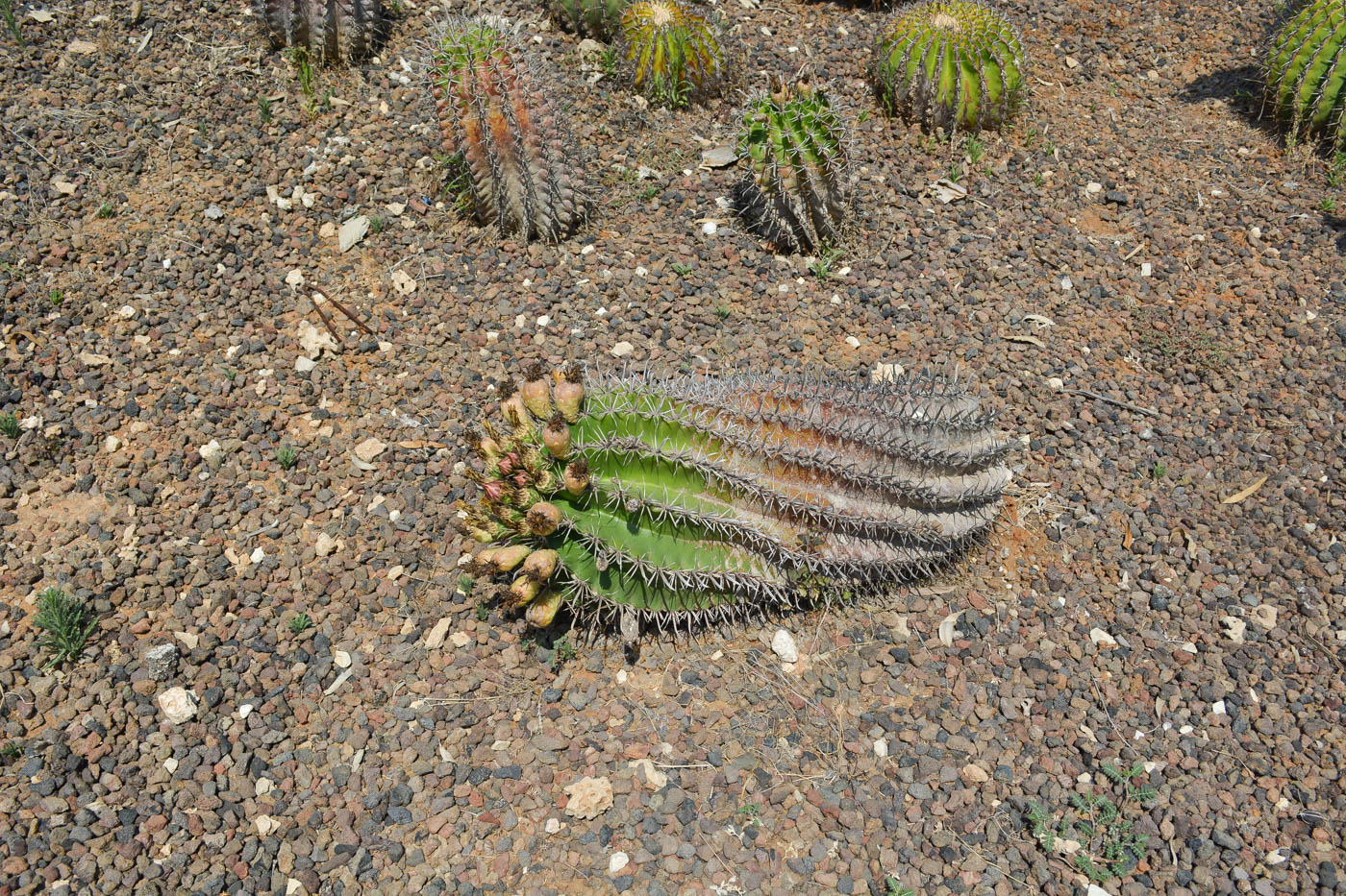 Image of Ferocactus wislizeni specimen.