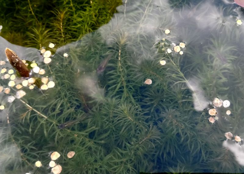 Image of Hydrilla verticillata specimen.