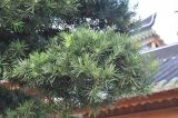 Podocarpus macrophyllus. Ветвь. Южный Китай, Гуанчжоу, храм Сыновней Почтительности. 19.10.2017.