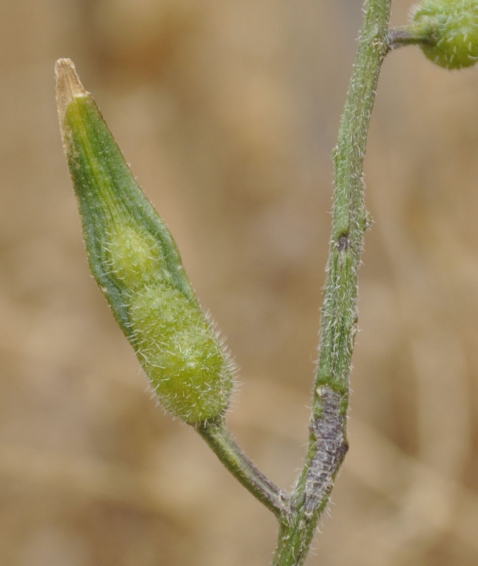 Image of Sinapis alba specimen.