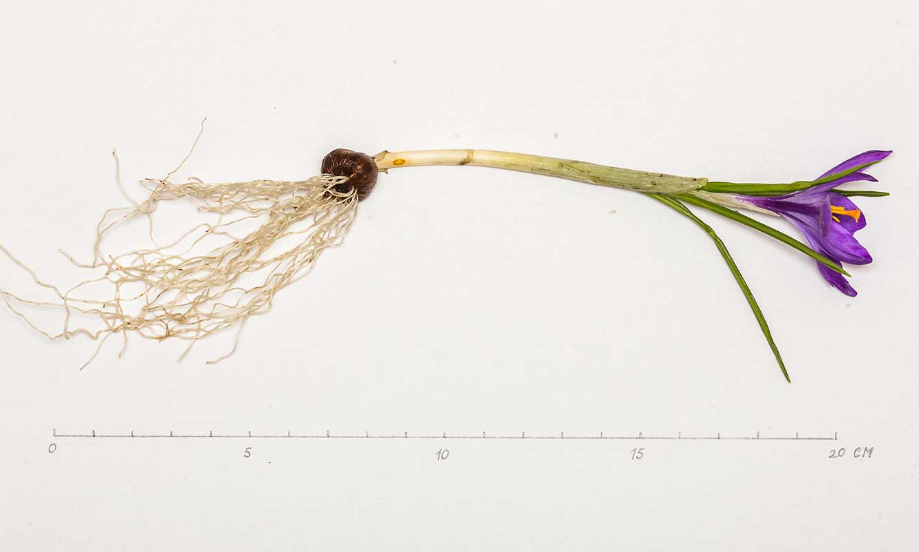 Image of Crocus vernus specimen.