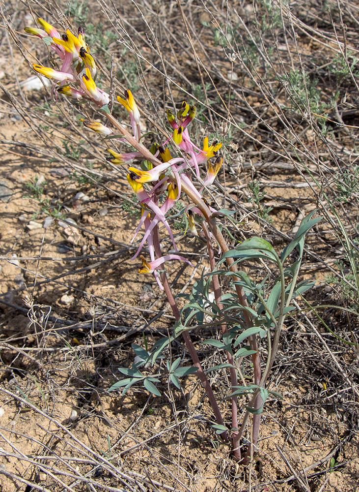 Изображение особи Corydalis ainae.