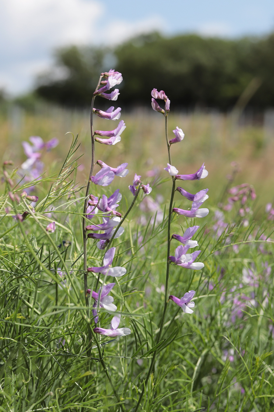 Изображение особи Vicia elegans.