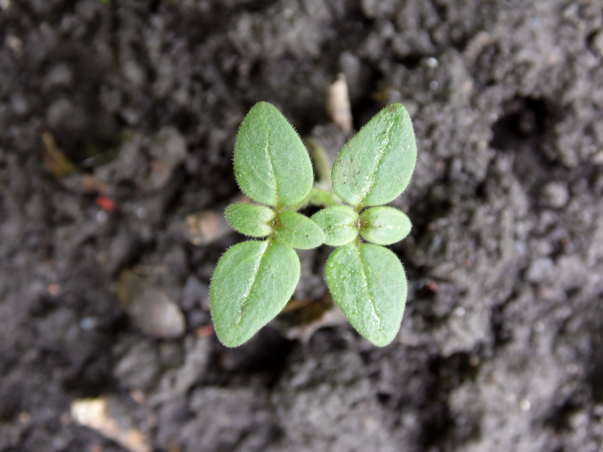 Изображение особи Antirrhinum majus.