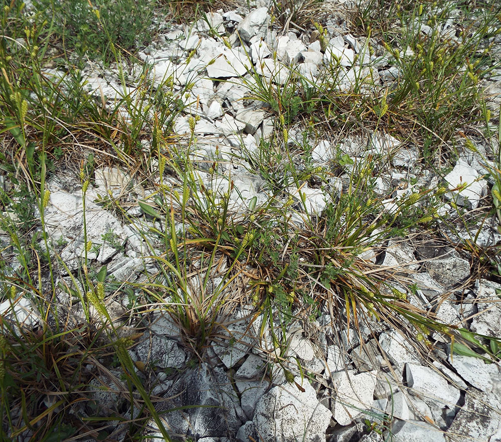 Image of Carex diluta specimen.