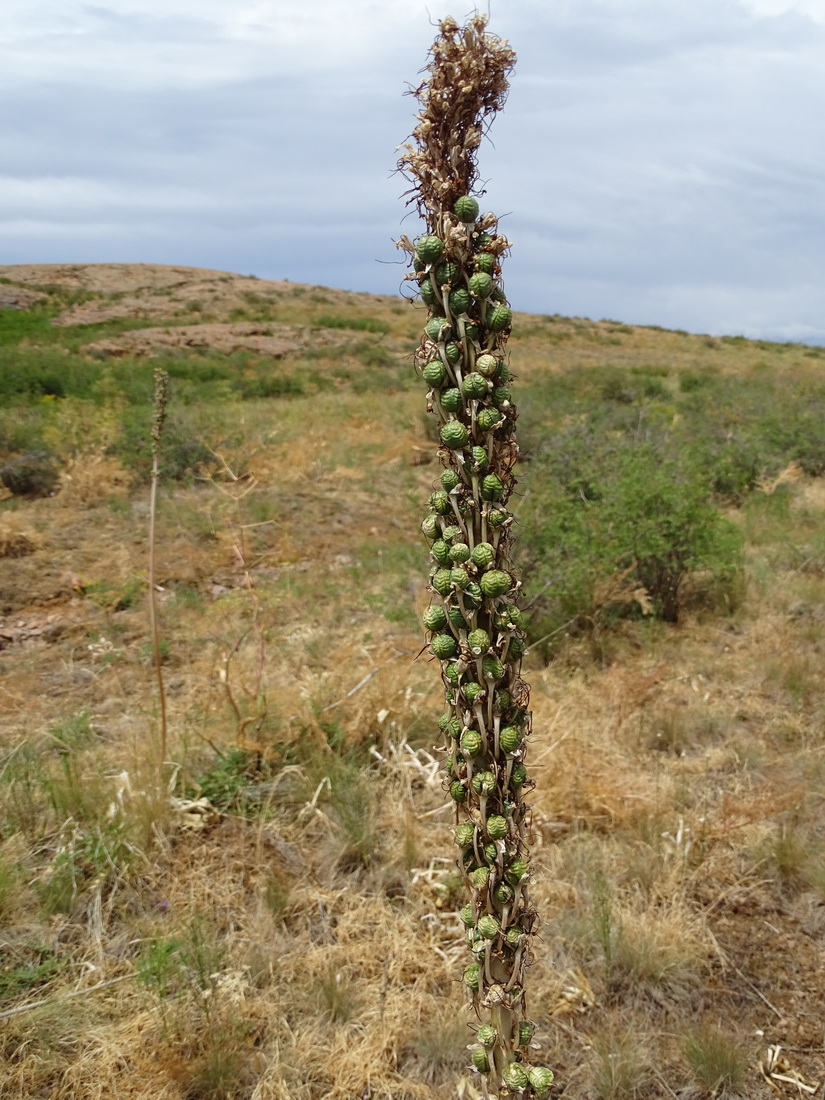 Изображение особи род Eremurus.