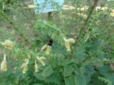 Salvia glutinosa